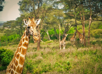 Fauna e flora nacional - Parque Nacional da Quissama - DR