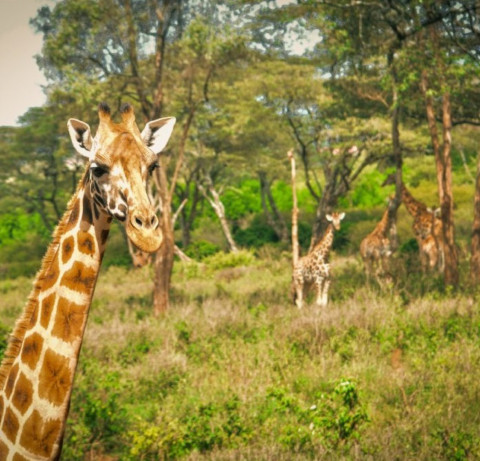 Fauna e flora nacional - Parque Nacional da Quissama