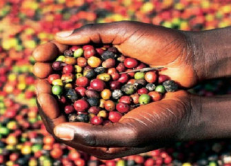 Café produzido em Angola  - Divulgação