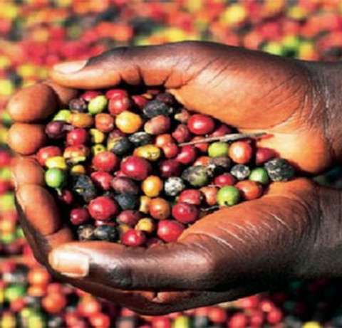 Café produzido em Angola 