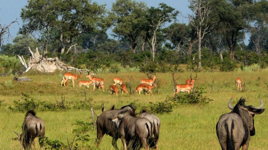 Investidores interessados em investir na região angolana do Okavango