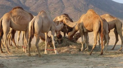 camelos para o fomento do turismo na província do Namibe  - DR