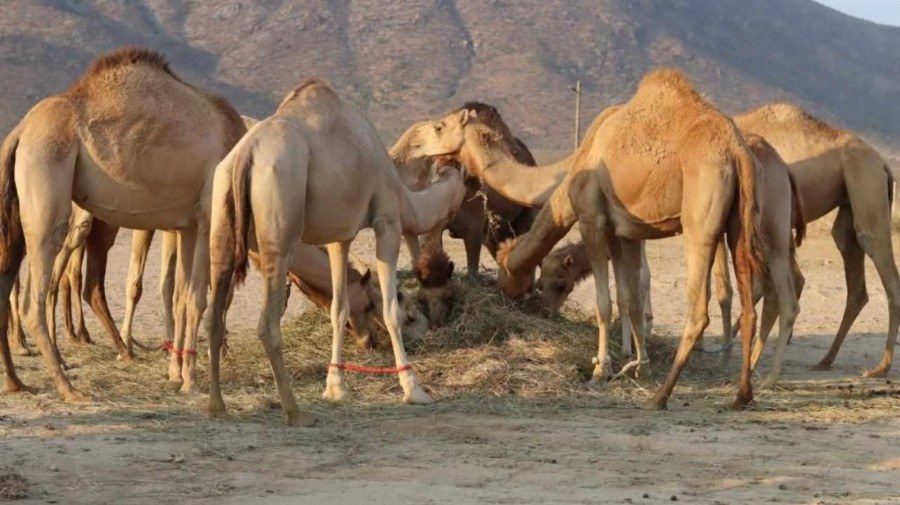 camelos para o fomento do turismo na província do Namibe 