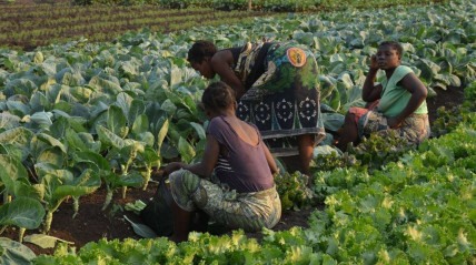 Agricultura em Angola - redeangola.info