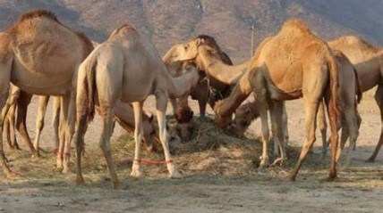 Camelos no Namibe  - DR