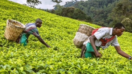 BAD concede empréstimo de 129 à Tanzânia para projecto agrícola - DR