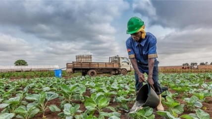 Agro-negócio em Angola - DR