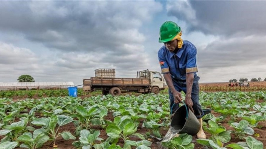 Agro-negócio em Angola