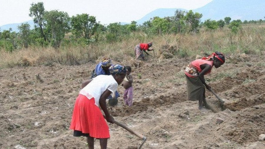 Mulheres na agricultura 