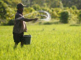 Produção de arroz - DR