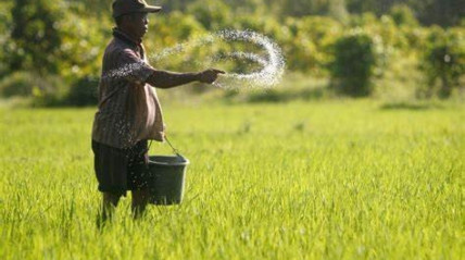 Produção de arroz - DR