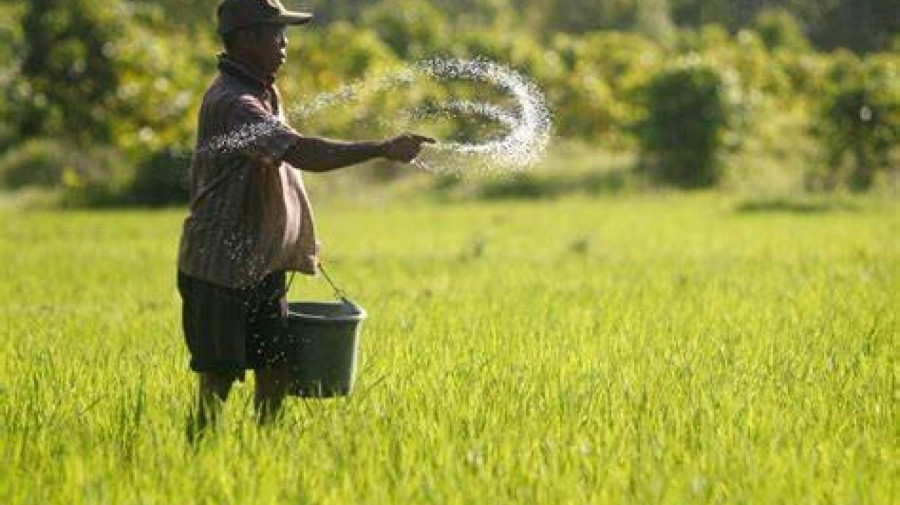 Produção de arroz